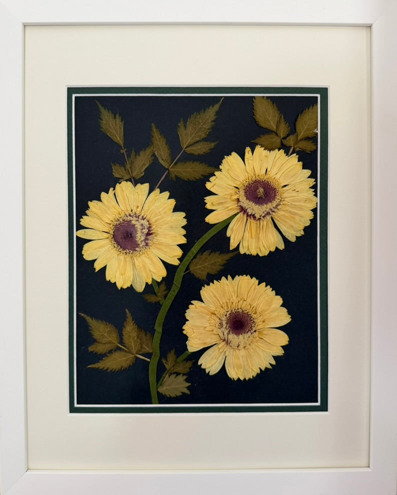 Gerbera Daisies with Rose Leaves on Black image 0