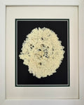 Hydrangea — Pressed Bloom on Black 2 image 0
