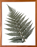 Simply Fern image 0
