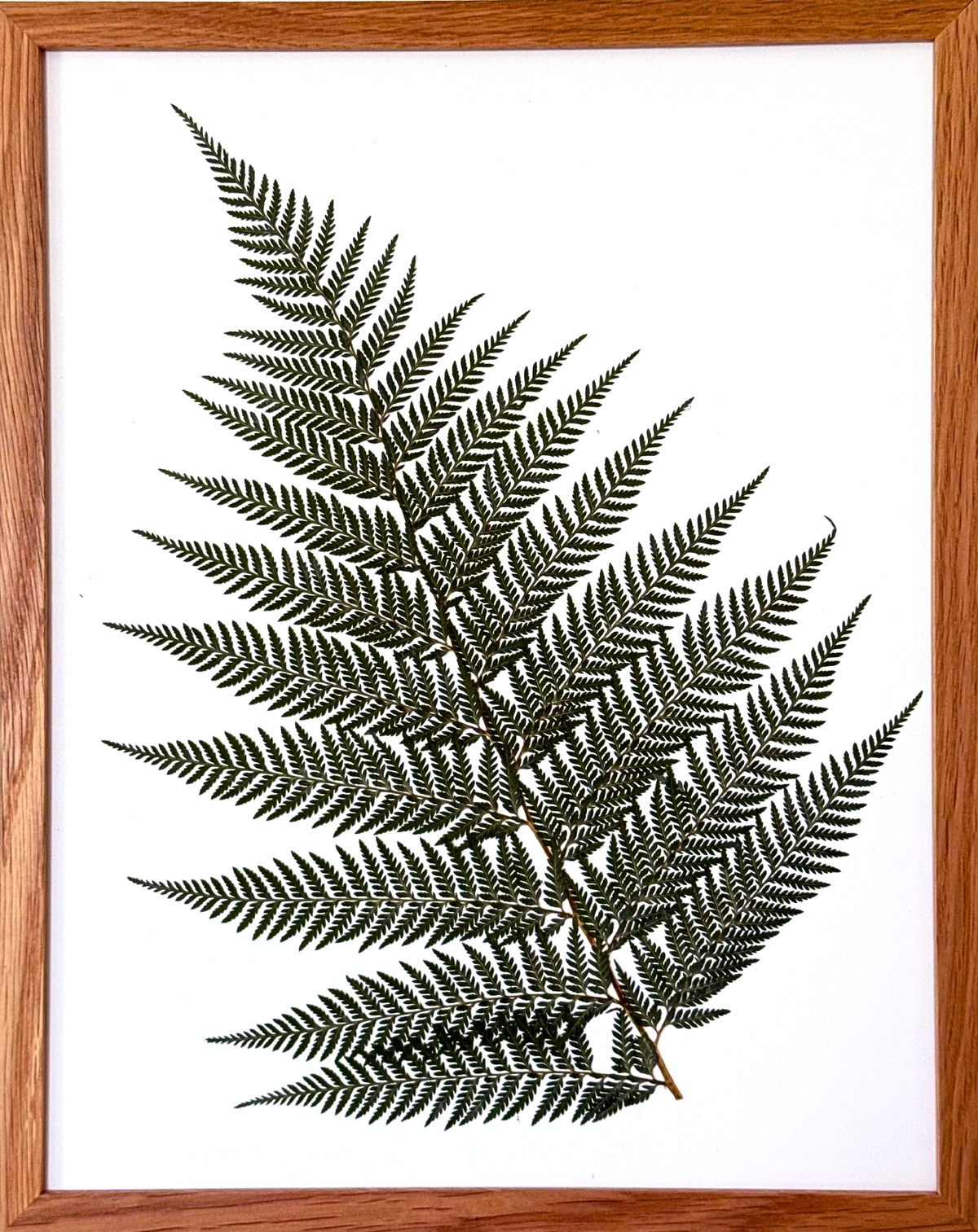 Simply Fern image 0