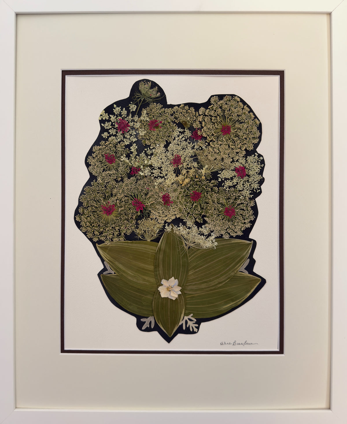 Midnight Queen Anne's Lace image 0