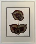 Begonia Study II image 0