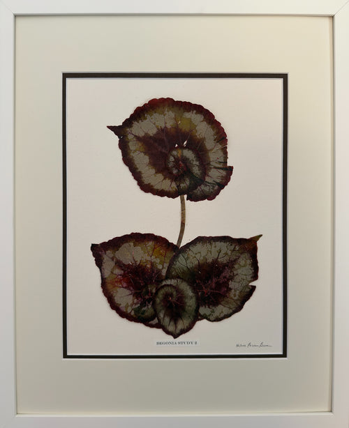 Begonia Study II image 0